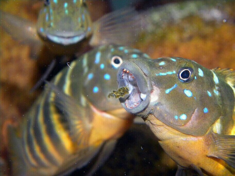 Eretmodus marksmithi 'Cape Mpimbwe'